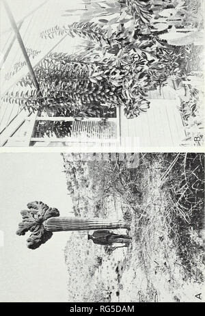 . Cacti. Cactus. Circular No. 66, U. S. Dept. of Agriculture Plate 14. Please note that these images are extracted from scanned page images that may have been digitally enhanced for readability - coloration and appearance of these illustrations may not perfectly resemble the original work.. Griffiths, David, 1867-1935; Thompson, Charles Henry, 1870-1931. Washington, D. C. : U. S. Dept. of Agriculture Stock Photo