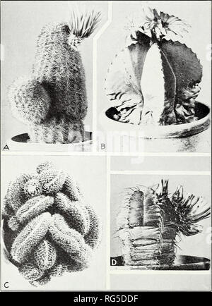 . Cacti. Cactus. Circular No. 66, U. S. Dept. of Agricul PLATE 11. ( A.—Echinocereus dasyacanthus. Missouri Botanical Garden, 1914. B.—Astrophytum (Echino- cactus) myriostigma. Missouri Botanical Garden, 1901. C—NeomammUlaTia geminispina (Mam- miliaria bicolor cristata). Missouri Botanical Garden, 1904. U.—Echinocactus knippelianus. Missouri Botanical Garden, 1901. Please note that these images are extracted from scanned page images that may have been digitally enhanced for readability - coloration and appearance of these illustrations may not perfectly resemble the original work.. Griffiths,  Stock Photo