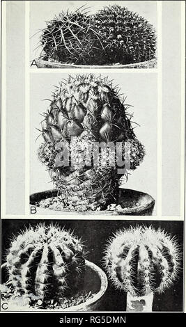 . Cacti. Cactus. Circular No. 66. U. S. Dept. of Agriculti Plate 2. A.— Neomammillaria (Mammillaria) pyrrhocephala. Missouri Botanical Garden, 1910 B —Cory- phantha {Mammillaria) cornifera. Missouri Botanical Garden, 1899. C —Echinopsis ca'lochlora, showing the development of more spines in the grafted plant than in its parent. The grafted plant is an offset from the other. Missouri Botanical Garden. 1907. Please note that these images are extracted from scanned page images that may have been digitally enhanced for readability - coloration and appearance of these illustrations may not perfectl Stock Photo