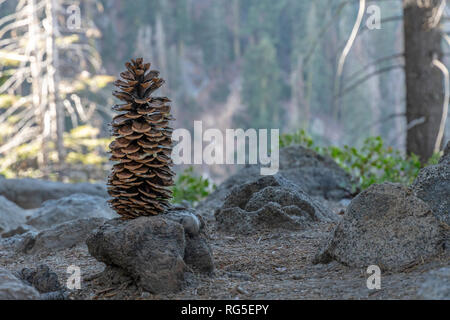 Yosemite National Park in Autumn, Early November - California USA - 4 Mile Trail Stock Photo