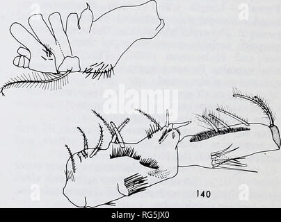 . Calanoid copepods of the genera Spinocalanus and Mimocalanus from the central Arctic Ocean, with a review of the Spinocalanidae / David M. Damkaer. Copepoda Arctic Ocean.. Spinocalanus usitatus, female Figure 137.—Habitus, dorsal view; sample 31; scale A. Figure 138.—Habitus, lateral view; sample 31; scale A. Figure 139.—Mx2, inner and terminal setae omitted; sample 31; scale D. Figure 140.—Mxp Bl-2; sample 31; scale D. 58. Please note that these images are extracted from scanned page images that may have been digitally enhanced for readability - coloration and appearance of these illustrati Stock Photo