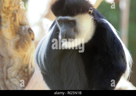 gibbon agilis hylobates handed agile primate alamy tree samboja