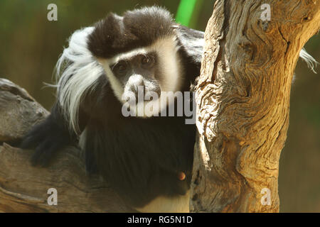 Black-Handed Gibbon (Hylobates agilis) in tree Stock Photo