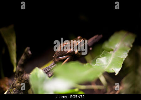 Green Tree Frog (Litoria caerulea) Stock Photo