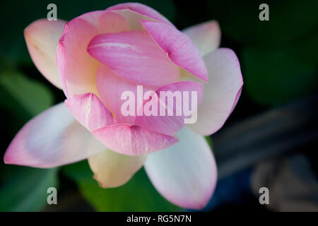 Sacred Lotus (Nelumbo nucifera) flower Stock Photo