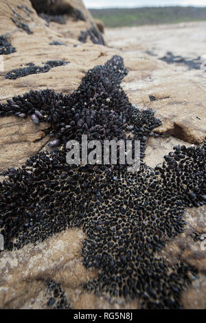 Mussel bed on shoreline exposed at low tide Stock Photo