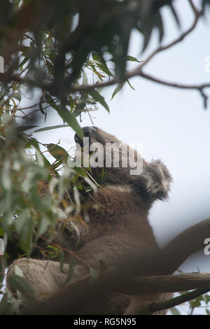 Koala (Phascularctos cinereus) feeding on Eucalyptus leaves in tree Stock Photo