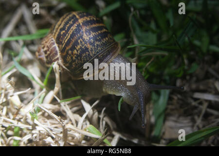 Common Garden  Snail (Cantareus aspersus) Stock Photo