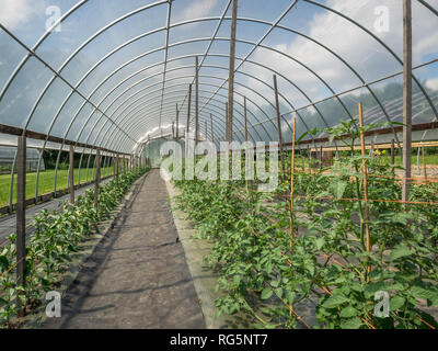 Interior of a hoop house filled with tomato and pepper plants on a sunny day. Stock Photo