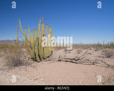 A dusty desert scene with a large organ pipe cactus (Stenocereus thurberi) next to a fallen tree against a background of saguaro in southern Arizona Stock Photo