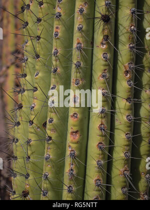 Close-up of an organ pipe cactus (Stenocereus thurberi) in the southern Arizona Sonoran Desert showing vertical folds and rows of sharp needles Stock Photo