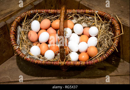 Brown and white eggs lying on straw in a wicker basket, farm shop, asparagus farm Schulte-Scherlebeck, Braune und weisse Eier liegen auf Stroh im Weid Stock Photo
