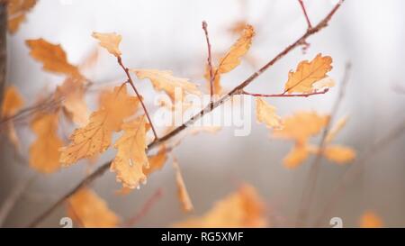 Brown maple leaves on the branches in the winter forest. Selective focus. Stock Photo