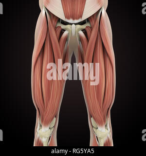 Upper Legs Muscles Anatomy Stock Photo