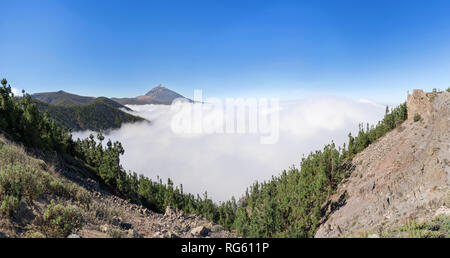 Forest above the clouds in the national park Tenerife with Teide Stock Photo