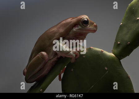 Australian Green Tree Frog on a cactus, Indonesia Stock Photo