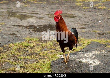 Portrait of a rooster, Japan Stock Photo
