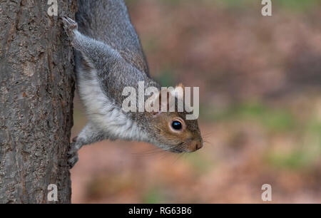 Grey Squirrel on tree trunk Stock Photo