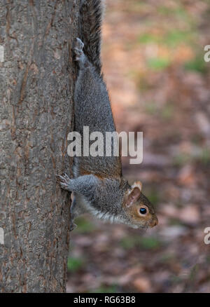 Grey Squirrel on tree trunk Stock Photo