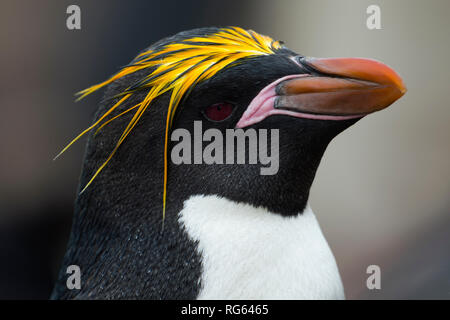 macaroni penguin eudyptes chrysolophus portrait side saunders island falkand islands Stock Photo