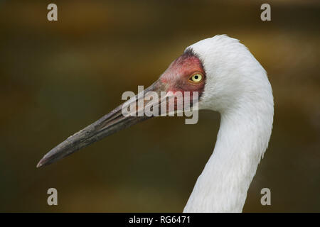 Siberian crane (Grus leucogeranus), also known as the snow crane. Stock Photo