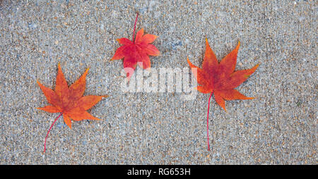 Three vibrant red japanese maple leaves lying on the sidewalk in the fall. Stock Photo