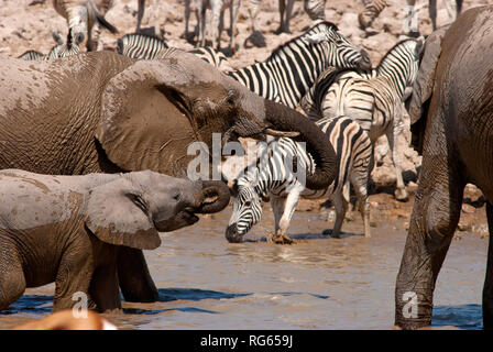 Zebras and elephants at Okaukuejo Waterhole, Etosha National Park, Namibia Stock Photo