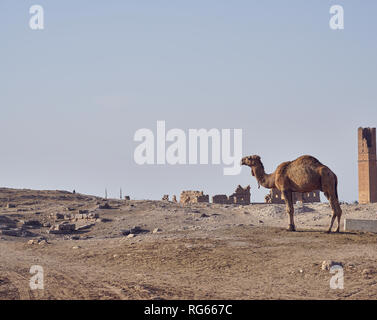 Ruins of oldest university of the world and camel Stock Photo