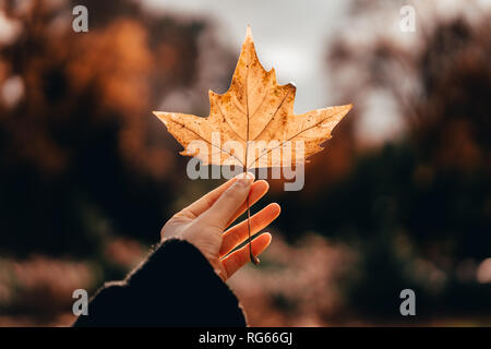 Close-up of a hand holding a single autumn leaf. Stock Photo