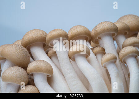 Buna shimeji mushroom Stock Photo