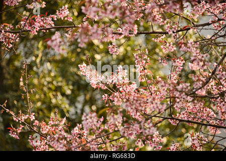 Himalayan wild cherry blossoms (Prunus cerasoides) along the Everest Base  Camp trek, Khumbu, Nepal Stock Photo - Alamy