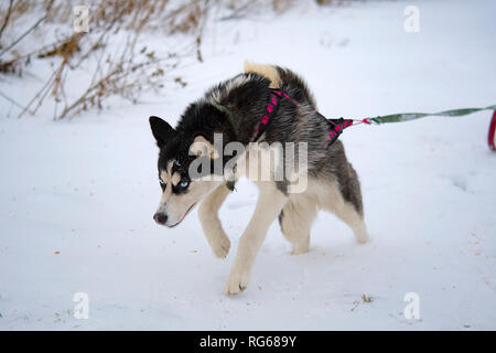 breed husky sled dogs in the winter. Northern husky dogs. riding on dogs Stock Photo