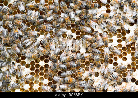 Close up view of the working bees on honeycells Stock Photo