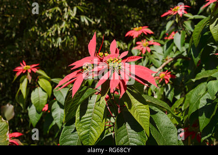 Poinsettia or Christmas flower, Khumbu Valley, Nepal Stock Photo
