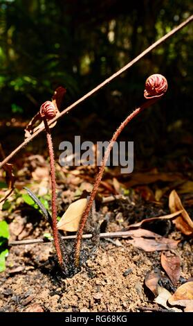 Ferns emerging after a bushfire, The wishing pool circuit walk, Eungella National Park, Queensland, Australia Stock Photo