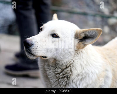 Photo bright macro portrait of a big white dog Stock Photo
