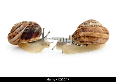 Two snails isolated on white background Stock Photo