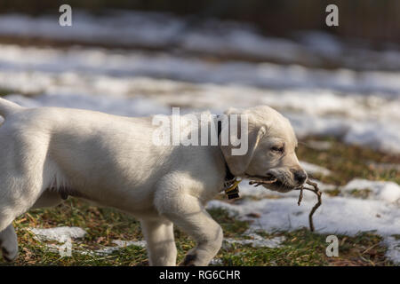 9-week old yellow lab puppy runs through the snow and grass proudly carrying a stick. Stock Photo