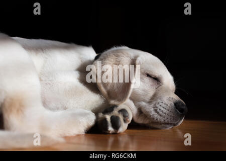 Adorable 9-week old yellow labrador puppy sleeping peacefully on a hardwood floor. The sun filters in through a window onto the sweet puppy's face. Stock Photo