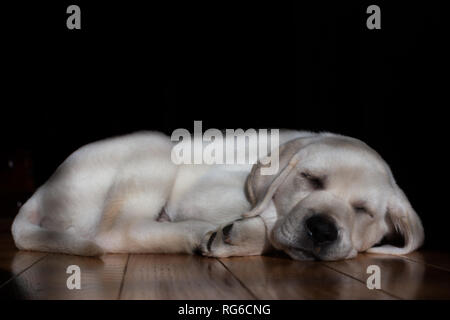 Adorable 9-week old yellow labrador puppy sleeping peacefully on a hardwood floor. The sun filters in through a window onto the sweet puppy's face. Stock Photo