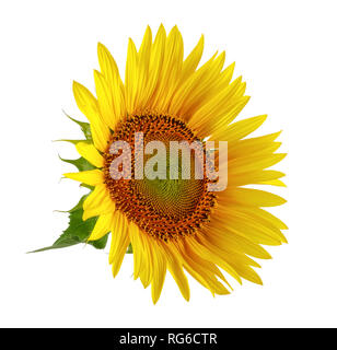 Single Sunflower isolated on white background Stock Photo