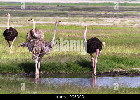 Group of ostriches on a watering-place. Amboseli, Kenya Stock Photo