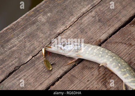 Freshwater Northern pike fish know as Esox Lucius with lure in
