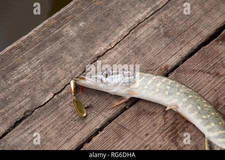 Big Freshwater Pike With Fishing Lure In Mouth Stock Photo