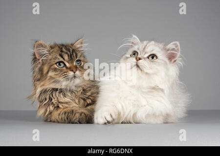 Domestic cats in the UK Stock Photo