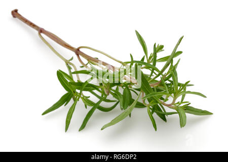 Fresh green thyme isolated on white background Stock Photo