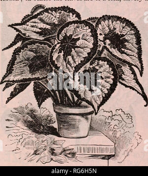 . Burpee's farm annual. Nursery stock Pennsylvania Philadelphia Catalogs; Flowers Catalogs; Vegetables Catalogs; Seeds Catalogs; W. Atlee Burpee Company; Nursery stock; Flowers; Vegetables; Seeds. The Ornamental Leaved,—BEGONIA REX. ribbon The leaves are very large, measuring from eight to ten inches in length, wonderfully hand- some in colors and varied in markings. Some have a black center surrounded by a silver in others the leaves are of a rich, silvery appearance throughout, while others combine silver with purple. The leaves are borne upon strong stems, thickly set with tiny little spine Stock Photo