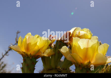 Macro of yellow Prickly Pear cactus flower (Opuntia species) with blue sky in background Stock Photo
