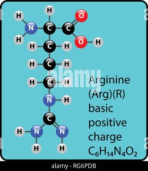 Arginine Amino Acid Molecule Ball and Stick Structure Stock Vector