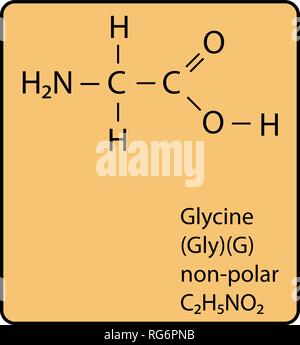 Glycine Amino Acid Molecule Skeletal Structure Stock Vector